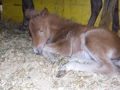 Unsere Ponys 33030790