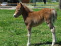 Unsere Ponys 33031007