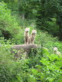 Tiergarten Hellbrunn Salzburg 40665758