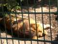 Tierpark Haag  29691835