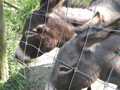 Tierpark Haag  29691863