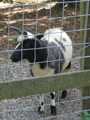 Tierpark Haag  29691933