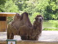 Tierpark Haag 61143633