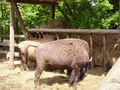 Tierpark Haag 61143648