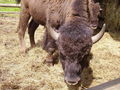 Tierpark Haag 61143653