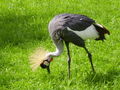 Tierpark Haag 61143725