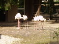 Tierpark Haag 61143781