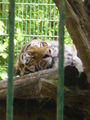 Tierpark Haag 61143792