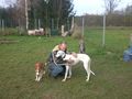 Unsere Hunde Rizo und Palomo 48384036