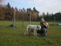 Unsere Hunde Rizo und Palomo 48384417