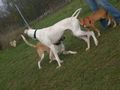 Unsere Hunde Rizo und Palomo 48384539