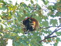 Tiergarten Schönbrunn 67673443