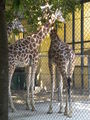 Tiergarten Schönbrunn 67674439