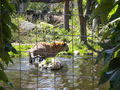 Tiergarten Schönbrunn 67674472