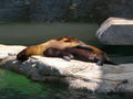 Tiergarten Schönbrunn 67674629