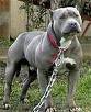 PIT BULL 31989253