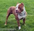 PIT BULL 31989257