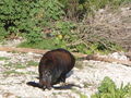 Kaikoura Whale Watching 45867673