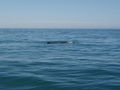 Kaikoura Whale Watching 45867682