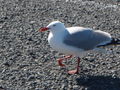 Kaikoura Whale Watching 45867686