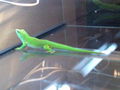 Unsere Geckos!!! 47288329