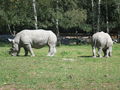 Tierpark Schmiding 45725283