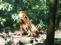 Tierpark Schmiding 45726103