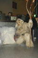 St. Leonharder Krampusse 31071560