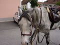 *Reiten* 39783902