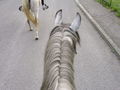 *Reiten* 39784020