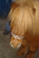 Atticus oder Pony? 31477657