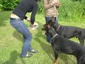 Dobermann-Weltmeisterschaft 38824518