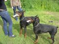 Dobermann-Weltmeisterschaft 38824519