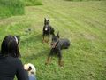 Dobermann-Weltmeisterschaft 38824537