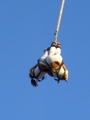 bungee 33137883