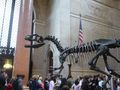 National History Museum NY 41342934