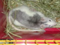 My Rat und meine süsse Shajen.... 31739644