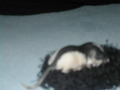 My Rat und meine süsse Shajen.... 31739647