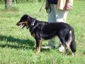 de liabn hunde 38005324