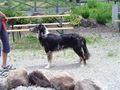 de liabn hunde 38005414