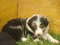 de liabn hunde 38005470