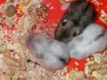 Unsere Hamsterbabys 70748537