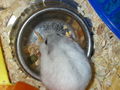 Unsere Hamsterbabys 70748602