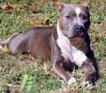 Pit Bull 32386933