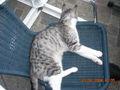 my cat´s 40770754