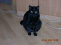 my cat´s 40770761