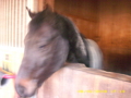 I love Horse 34563696