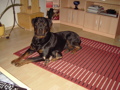 Meine Hunde 32178354