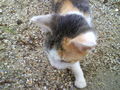 My cat !!pleas comment 72114699