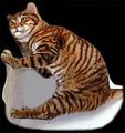 Tiger und Toyger :-) 59436768